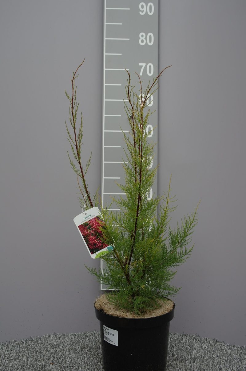 Tamarix Ramosissima 'Rubra'