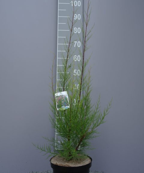 Tamarix Ramosissima