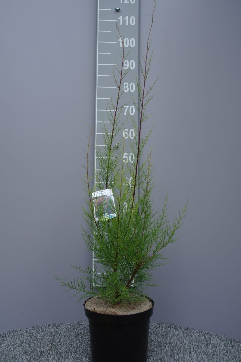 Tamarix Ramosissima