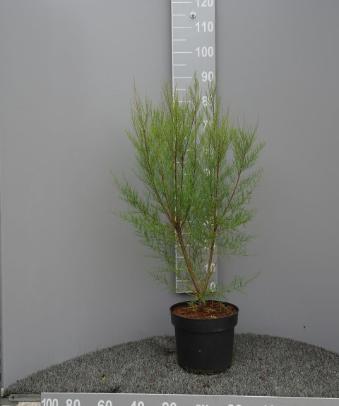 Tamarix Tetrandra