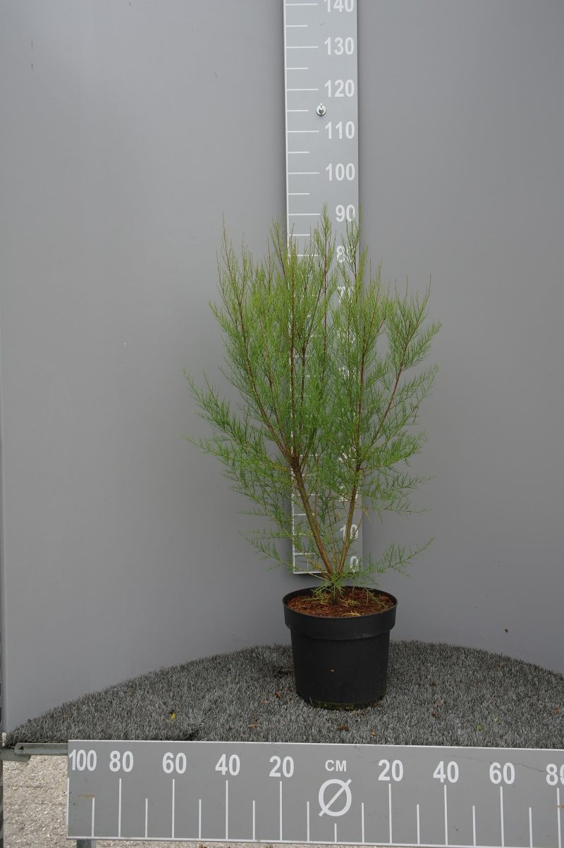 Tamarix Tetrandra