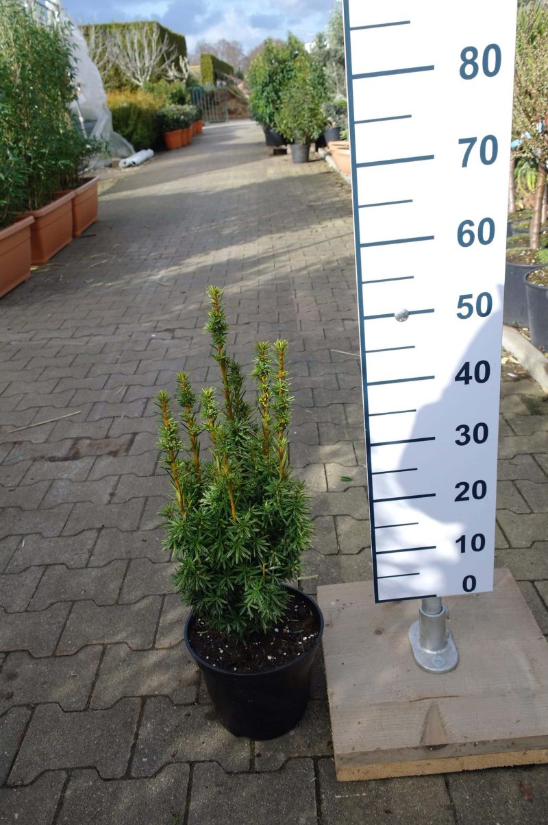 Taxus Fastigiata Aurea - Afbeelding 2