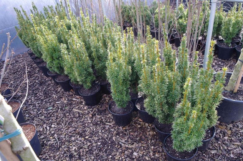 Taxus Fastigiata Aurea - Afbeelding 3