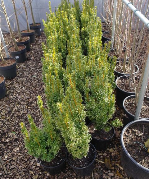 Taxus Fastigiata Aurea