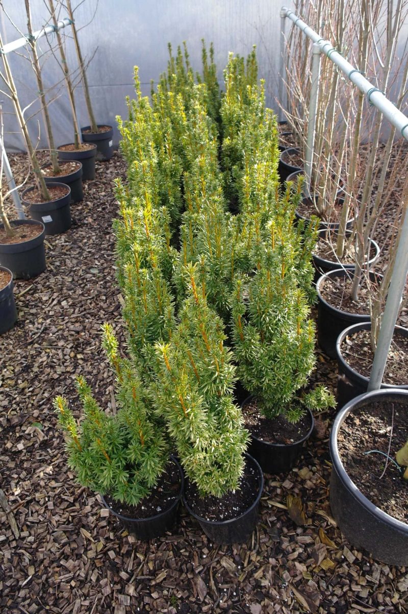 Taxus Fastigiata Aurea