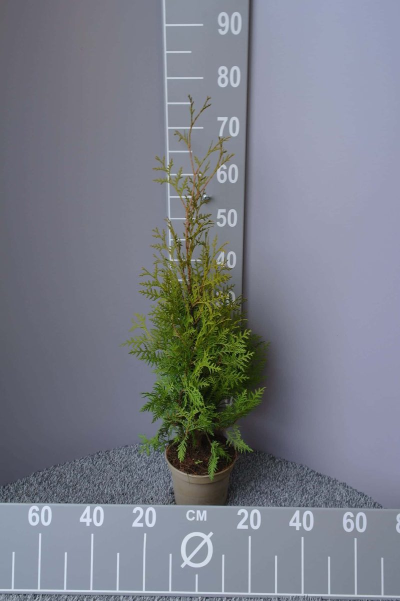 Thuja Occidentalis Brabant - Afbeelding 2