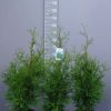 Thuja Occidentalis Brabant