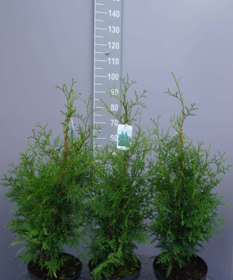 Thuja Occidentalis Brabant