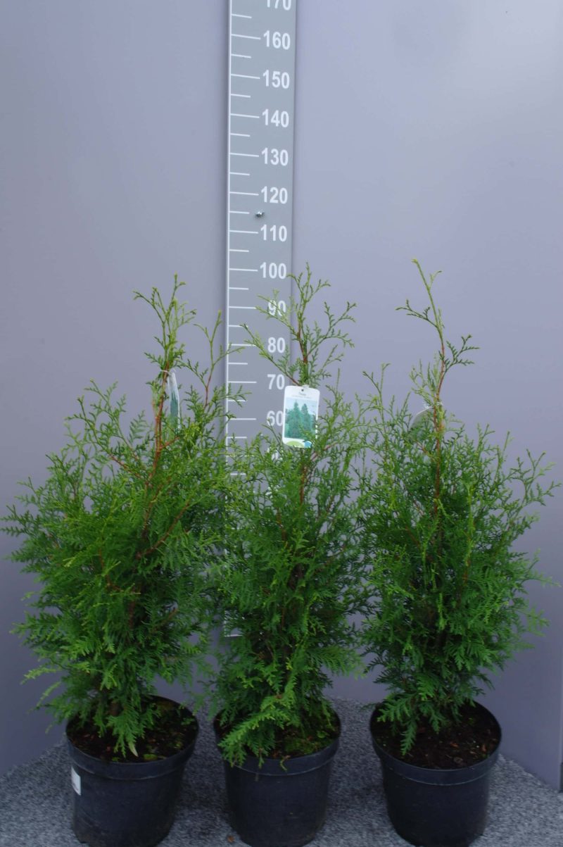 Thuja Occidentalis Brabant