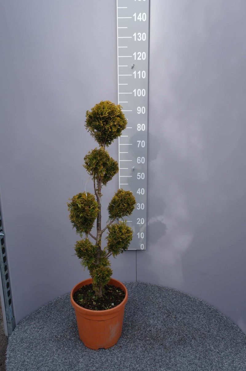Thuja Occidentalis 'Golden Brabant' pon pon - Afbeelding 5