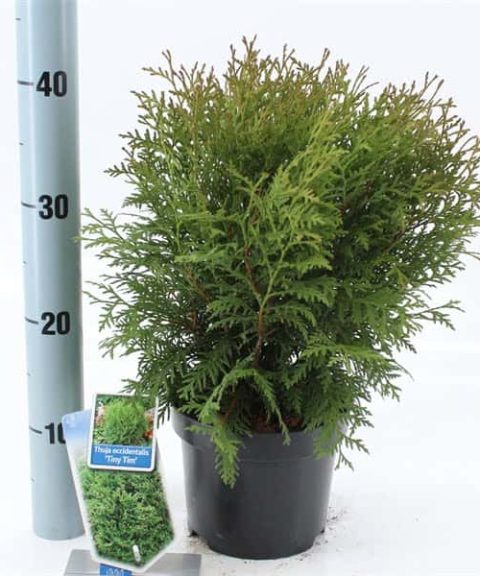 Thuja Occidentalis 'Tiny Tim'