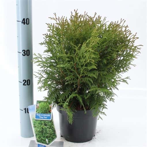Thuja Occidentalis 'Tiny Tim'