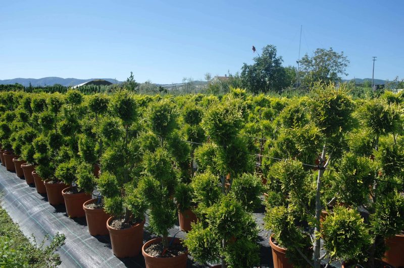 Thuja Occidentalis 'Golden Brabant' pon pon - Afbeelding 3