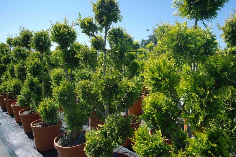 Thuja Occidentalis 'Golden Brabant' pon pon - Afbeelding 2