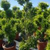 Thuja Occidentalis 'Golden Brabant' pon pon