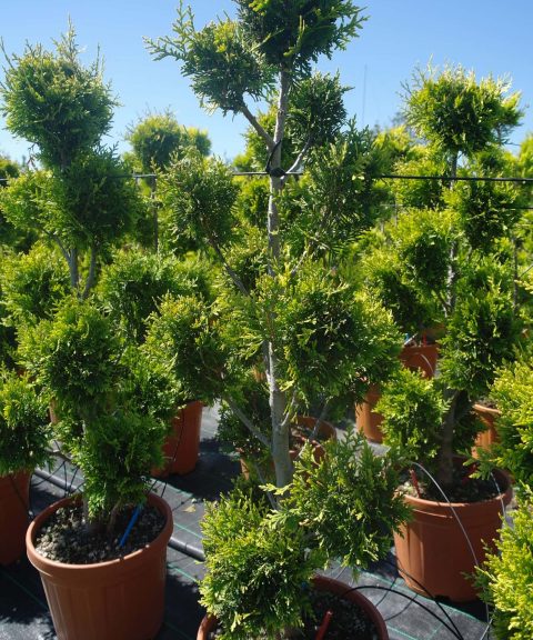 Thuja Occidentalis 'Golden Brabant' pon pon