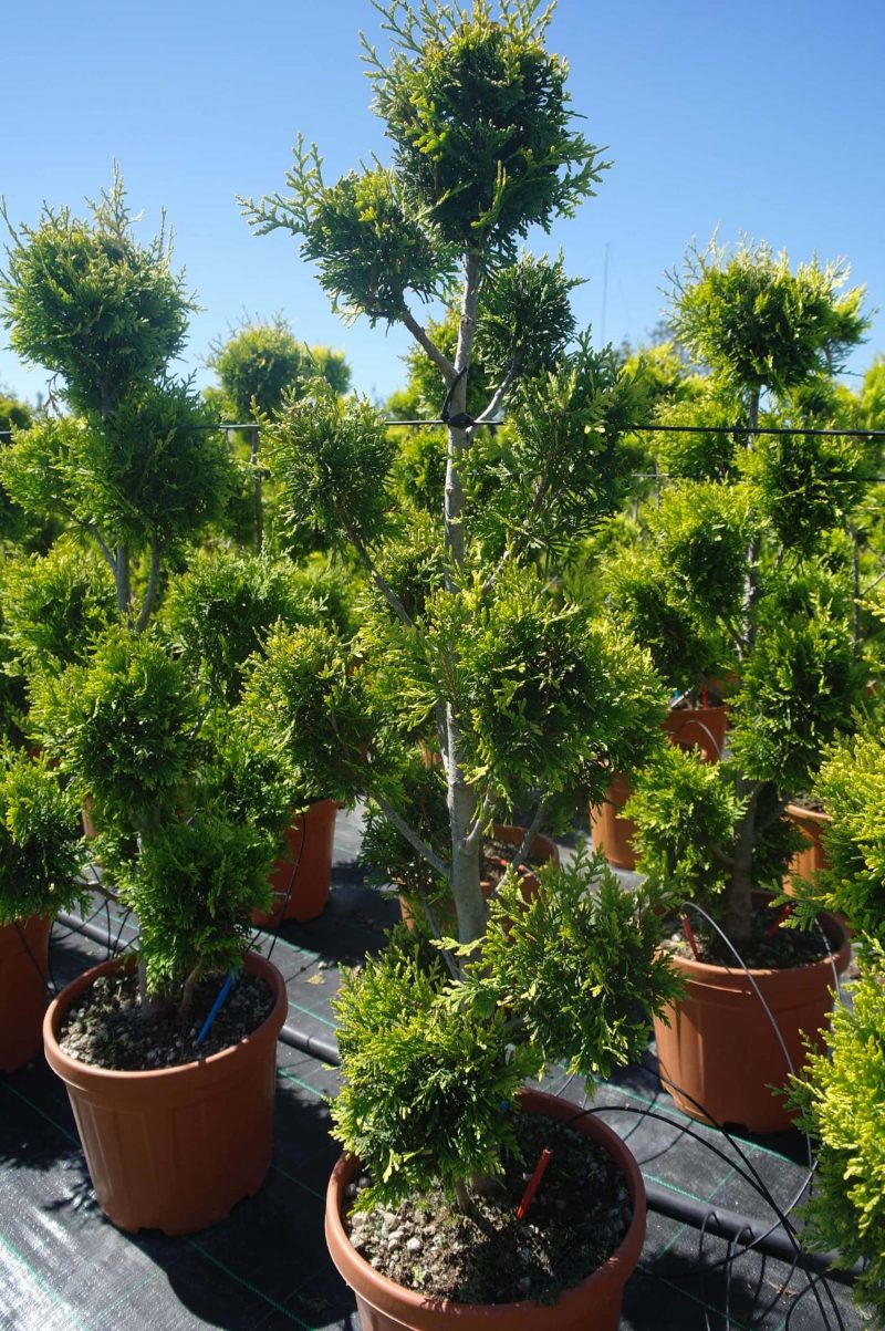 Thuja Occidentalis 'Golden Brabant' pon pon