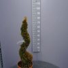 Thuja 'Sunny Smaragd'
