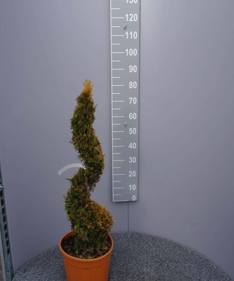 Thuja 'Sunny Smaragd'