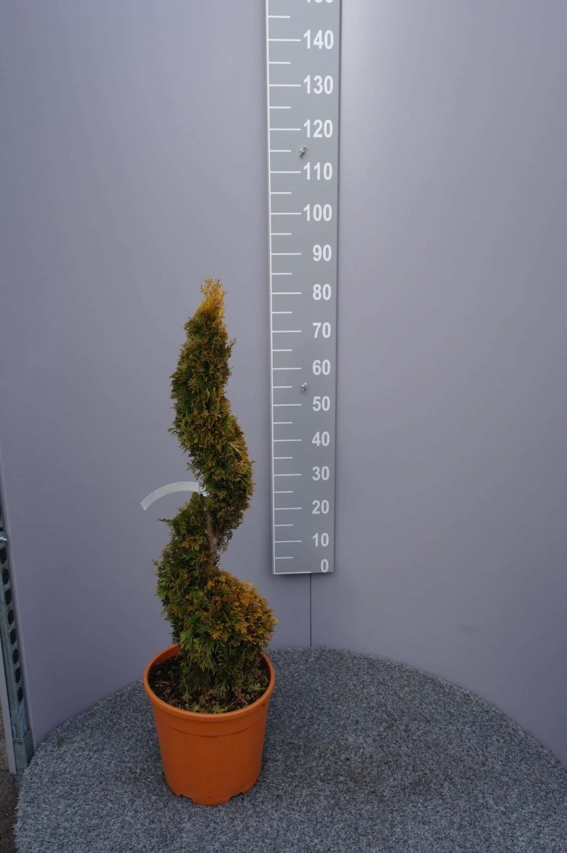 Thuja 'Sunny Smaragd'