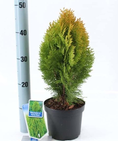 Thuja Occidentalis 'Aurea Nana'