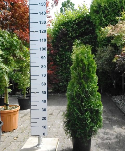 Thuja occidentalis Smaragd