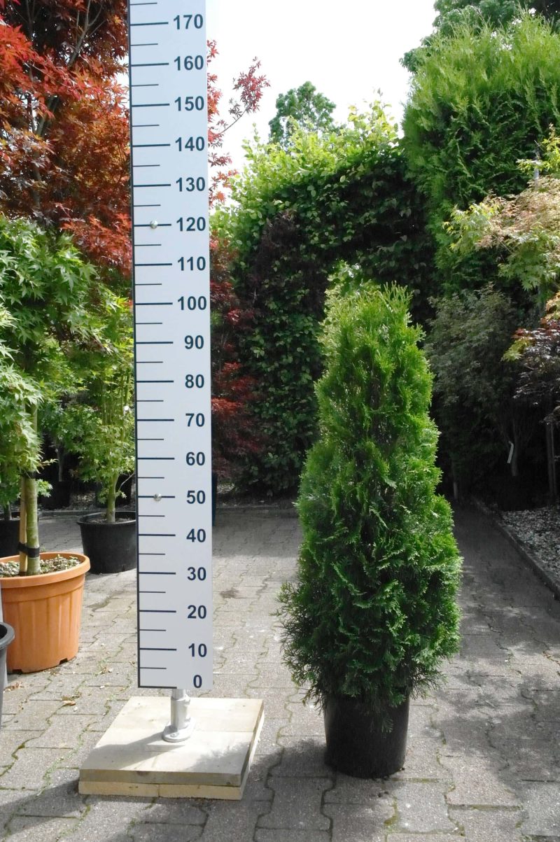 Thuja occidentalis Smaragd