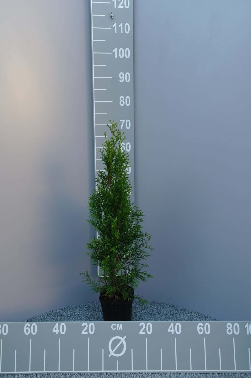Thuja occidentalis Smaragd - Afbeelding 2
