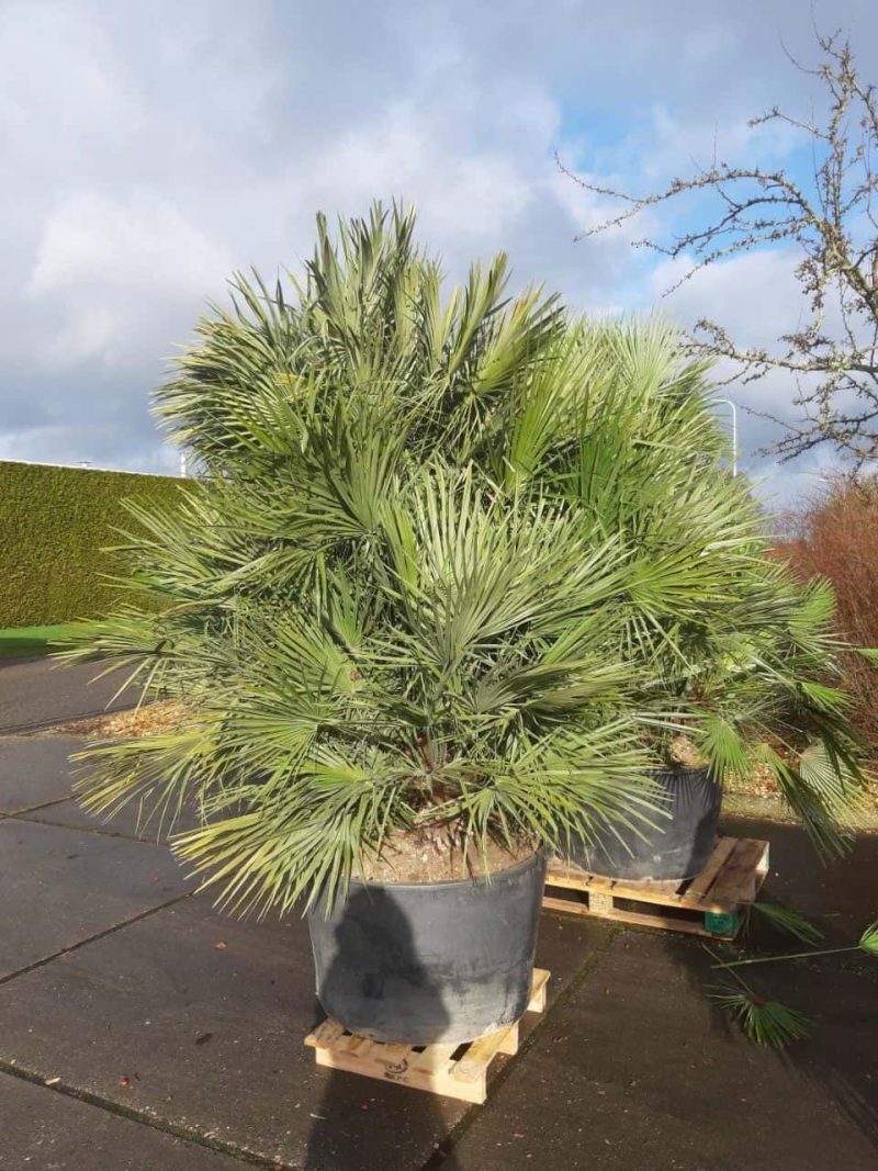 Palmboom Chamaerops Humilis multistam - Afbeelding 2