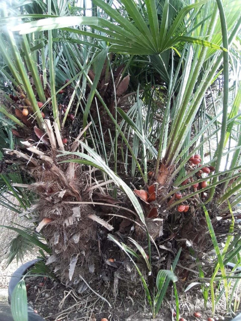 Palmboom Chamaerops Humilis multistam - Afbeelding 3
