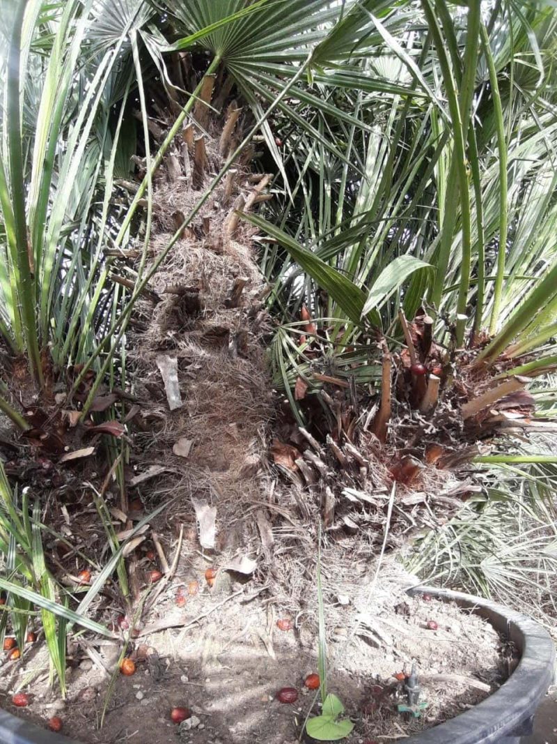 Palmboom Chamaerops Humilis multistam - Afbeelding 4