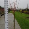 Tilia Cordata 'Winter Orange'
