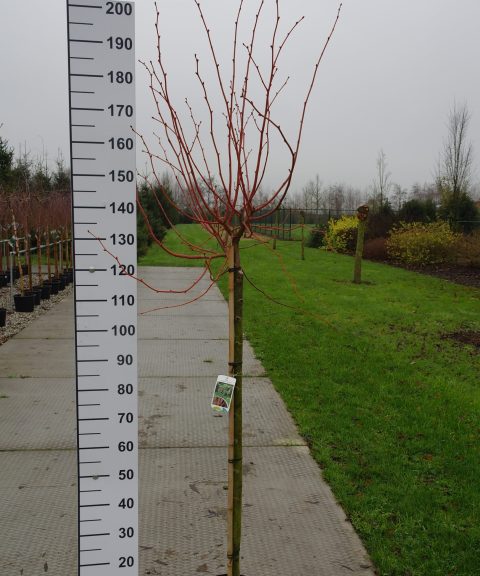 Tilia Cordata 'Winter Orange'