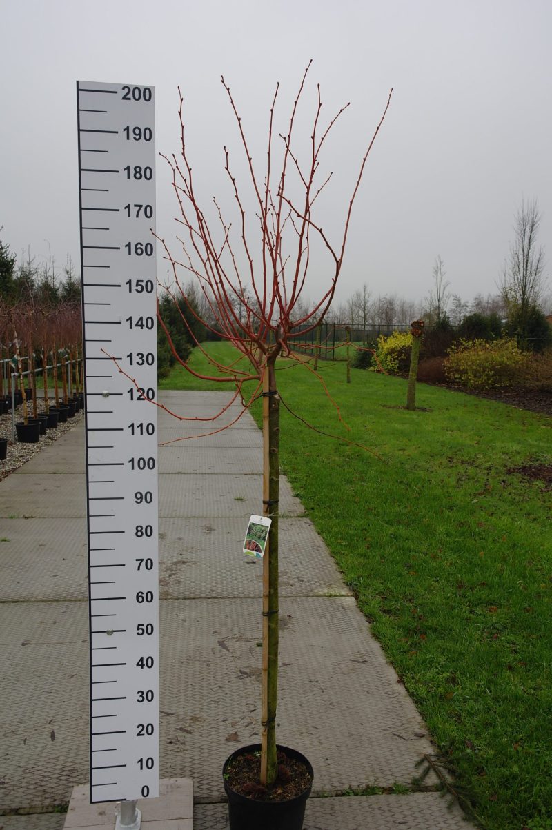 Tilia Cordata 'Winter Orange'