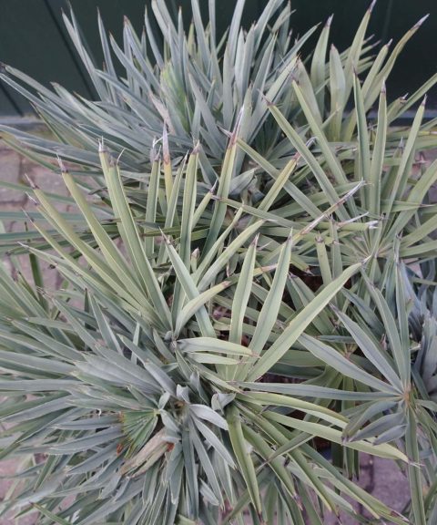 Trithrinax Campestris