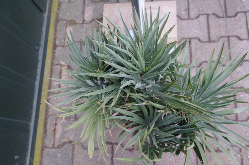 Trithrinax Campestris - Afbeelding 2