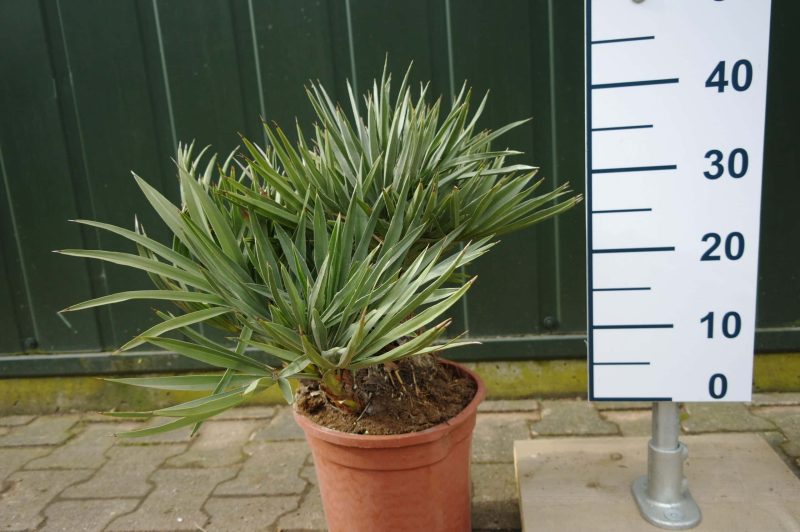 Trithrinax Campestris