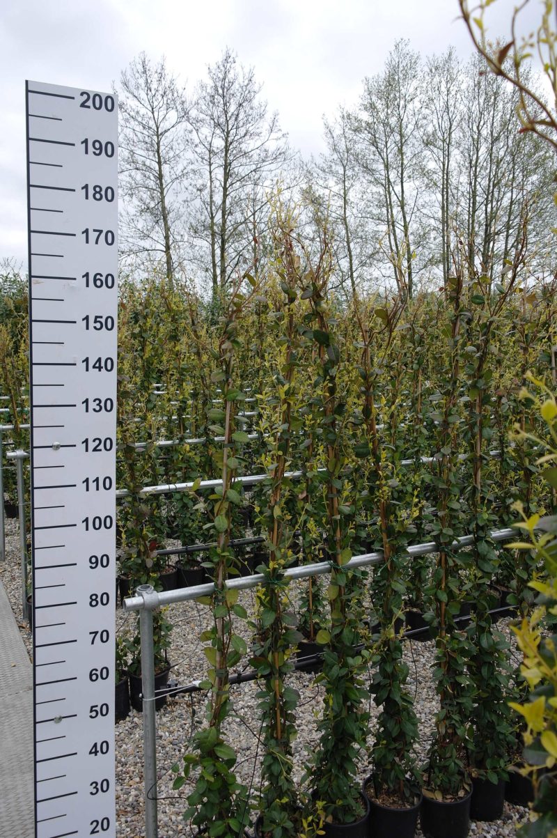 Trachelospermum Jasminoides op stok 170-180 cm