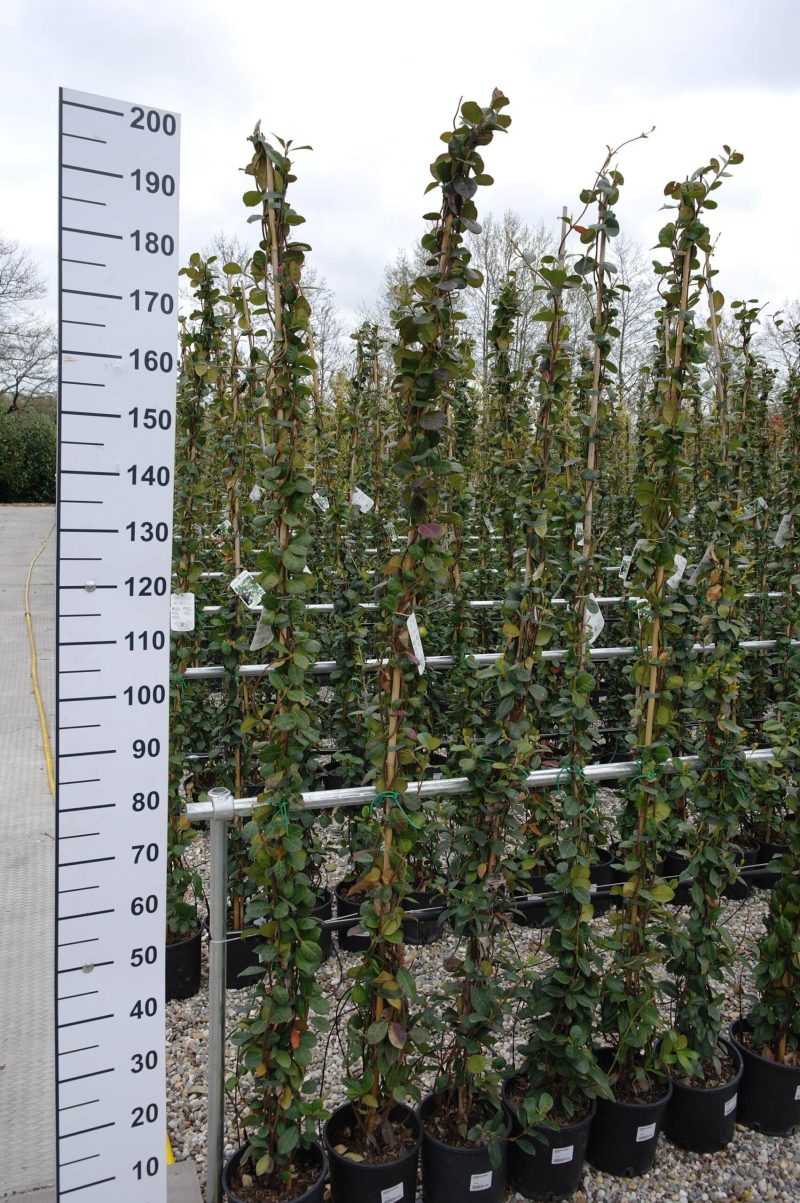 Trachelospermum Jasminoides op stok 200-210 cm
