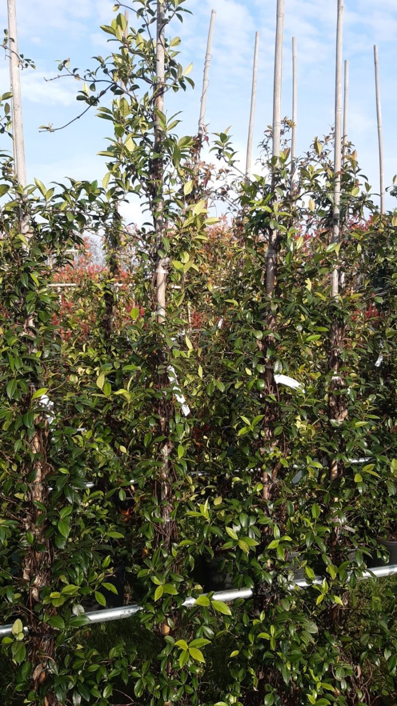 Trachelospermum Jasminoides op stok 200-210 cm - Afbeelding 5