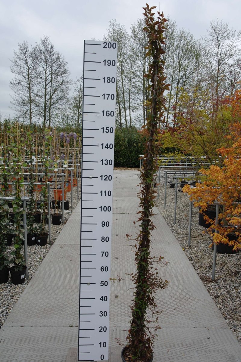 Trachelospermum asiaticum 'Angus' 200-210 cm