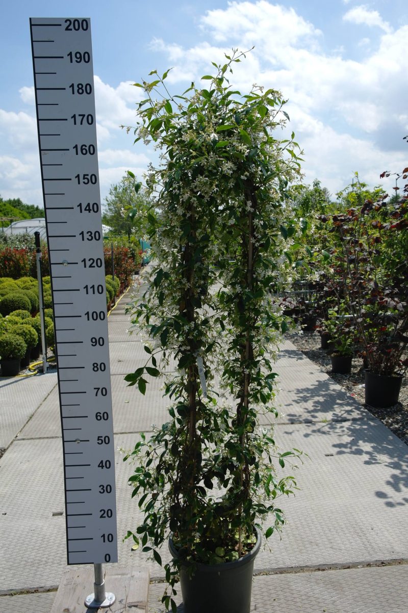 Trachelospermum Jasminoides dubbele boog