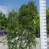 Trachelospermum Jasminoides op rek