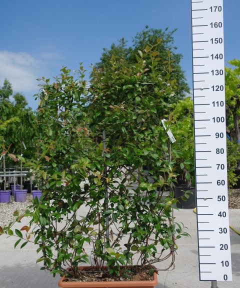 Trachelospermum Jasminoides op rek