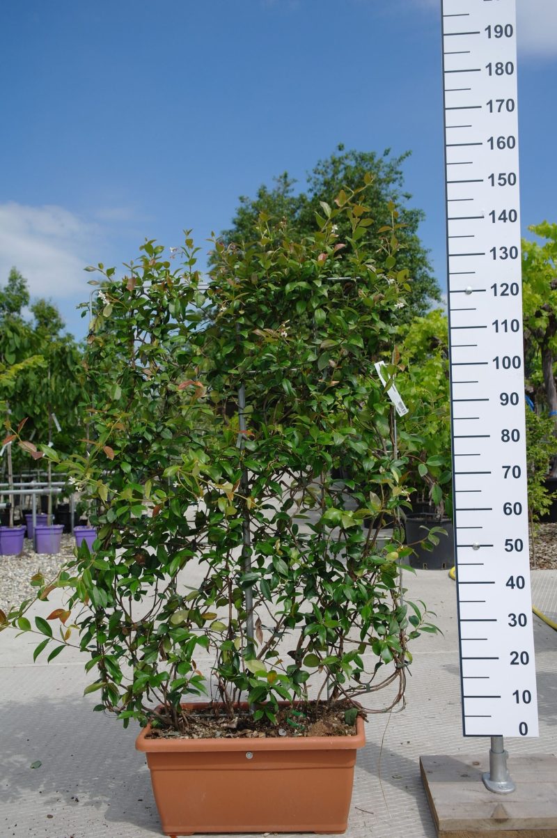 Trachelospermum Jasminoides op rek