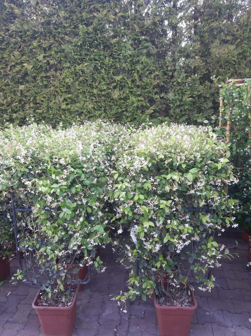 Trachelospermum Jasminoides 'Star of Toscane' op rek (kopie)