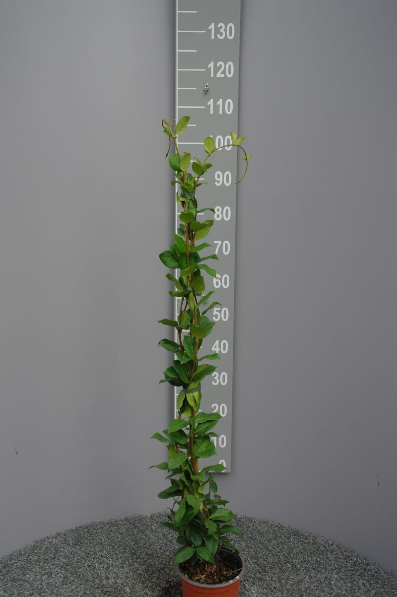 Trachelospermum Jasminoides op stok 100cm