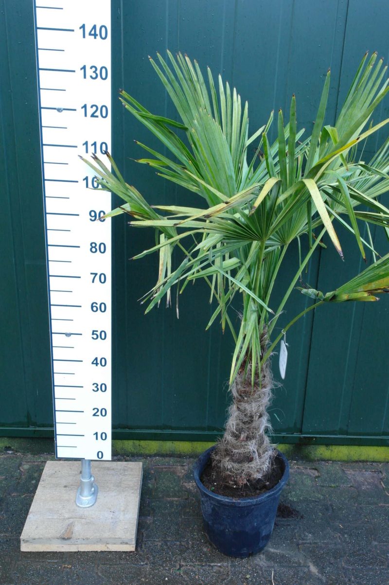 Palmboom Trachycarpus Fortunei (stam 40-50 cm)