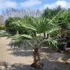 Kleine Trachycarpus Fortunei (Chinese Waaierpalm). Winterharde palmboom met stamhoogte 50 cm.