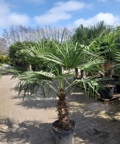 Kleine Trachycarpus Fortunei (Chinese Waaierpalm). Winterharde palmboom met stamhoogte 50 cm.
